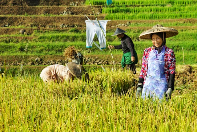 Pertanian Indonesia Catat Tren Positif 2025, Produksi Komoditas Strategis Menguat