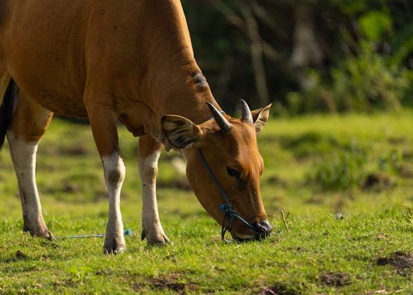 penyaluran sapi kurban presiden prabowo idul adha 2026